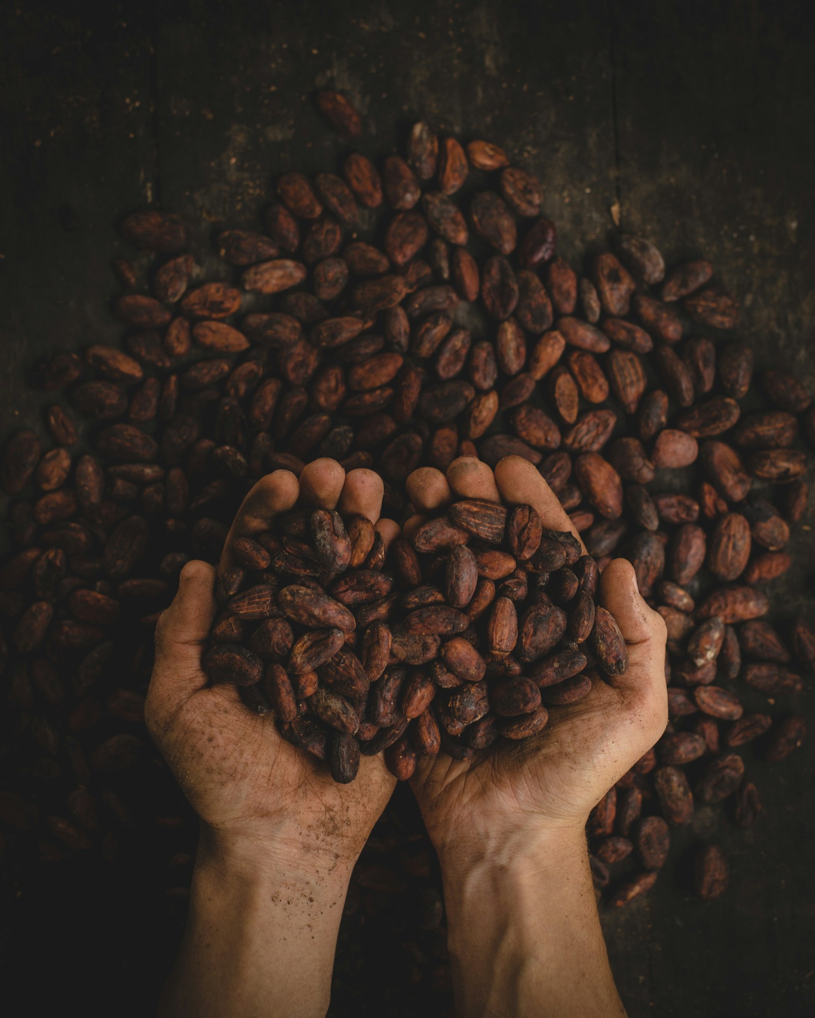 Fèves de cacao — photographie d’illustration temporaire