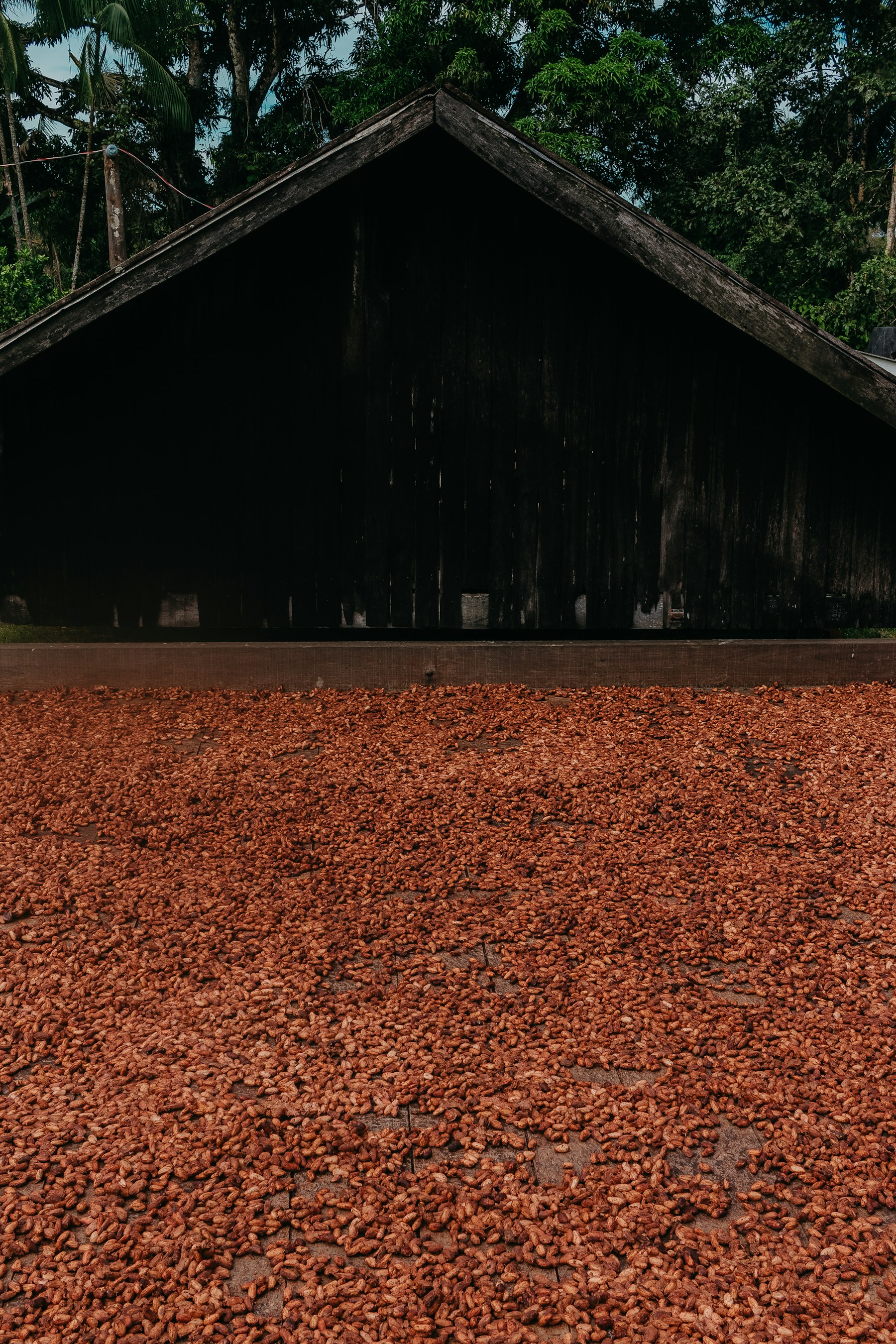 Fèves de cacao en cours de séchage — photographie temporaire